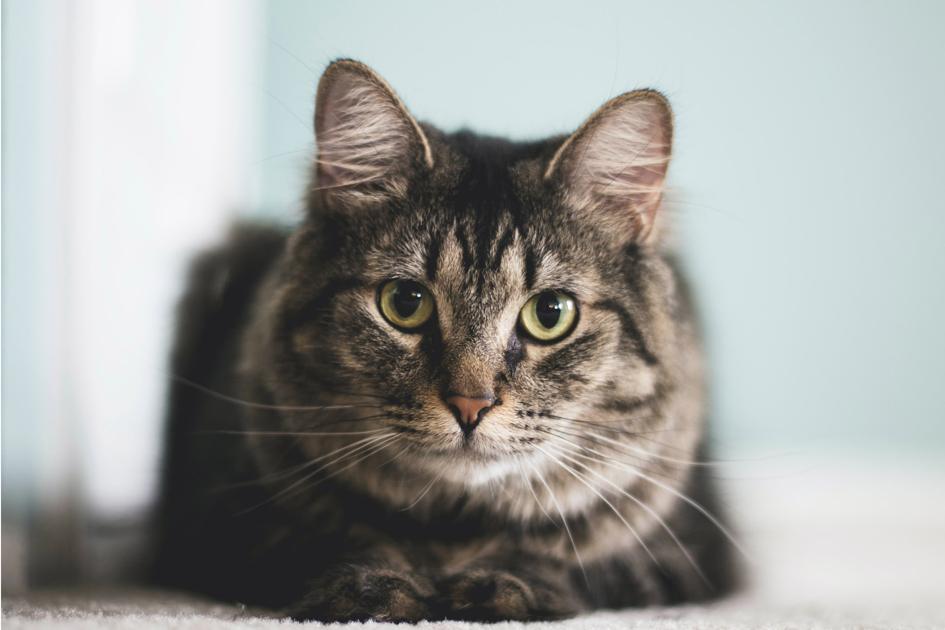 Cat on floor