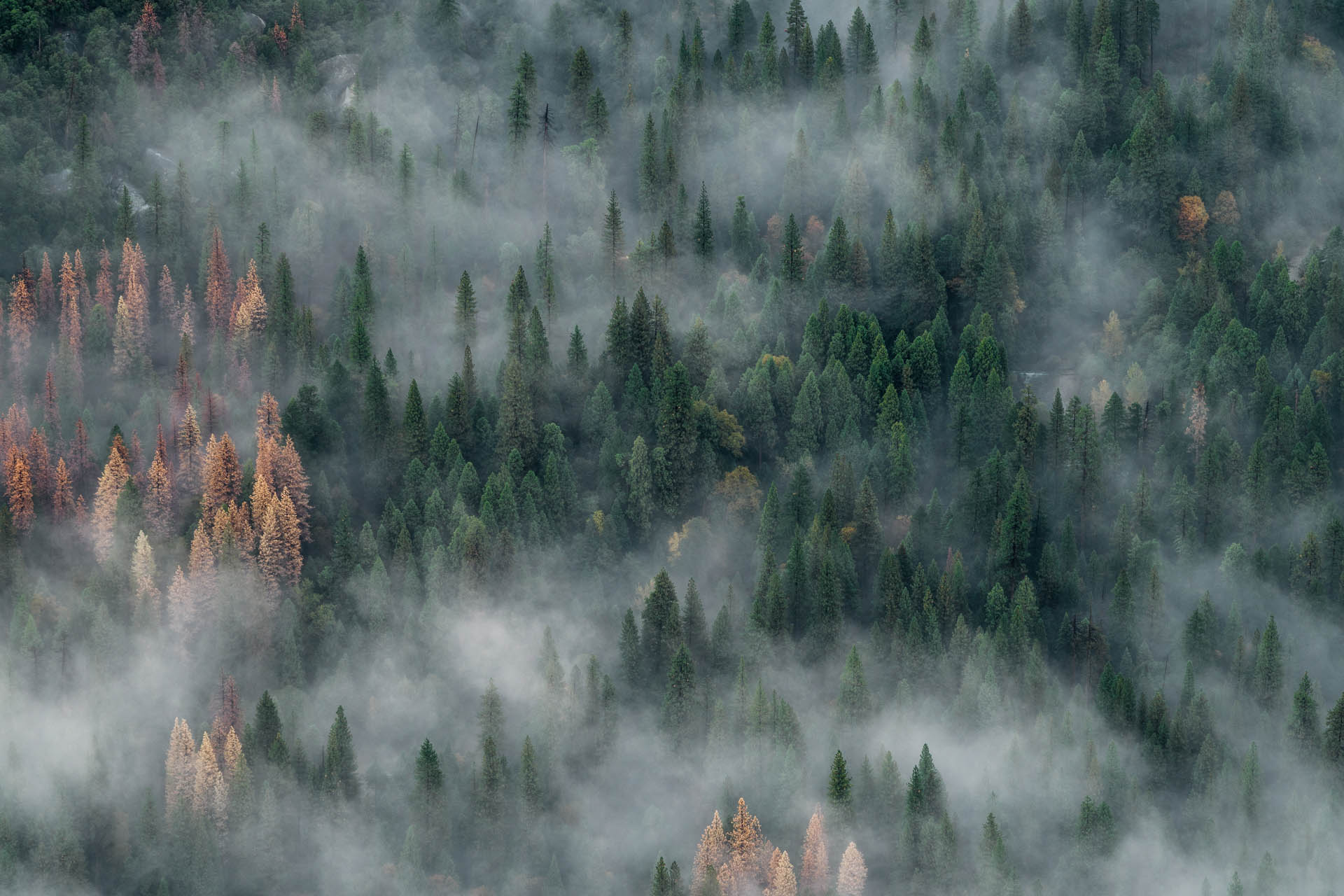 Forest with fog