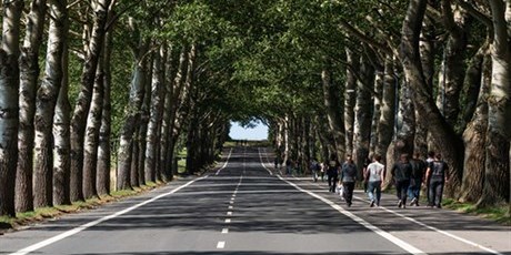 Road with trees and people